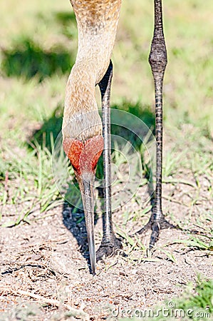 front, top view, close distance of, a single Sand Hill crane, pecking in ground, searching for next meal, on a sunny morning Stock Photo