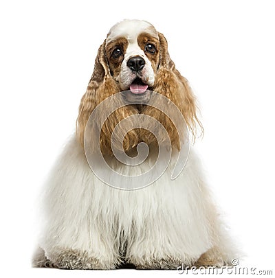 Front view of an American Cocker Spaniel, panting, sitting Stock Photo