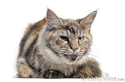 Front view of an angry Main Coon, lying, isolated Stock Photo