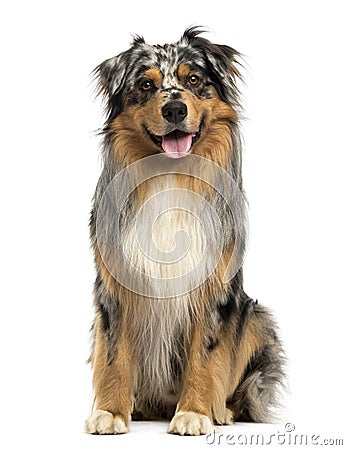 Front view of an Australian shepherd blue merle, sitting Stock Photo