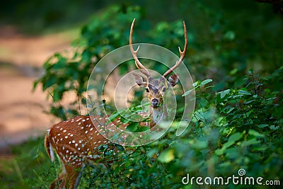 Front view of Axis axis, spotted deers or axis deer in nature habitat. Deer from the Indian continent. An animal in its natural Stock Photo