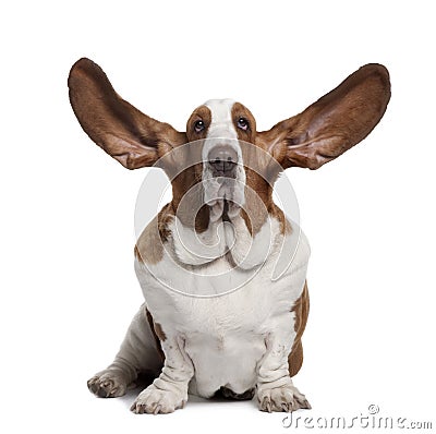 Front view of Basset Hound with ears up, sitting Stock Photo