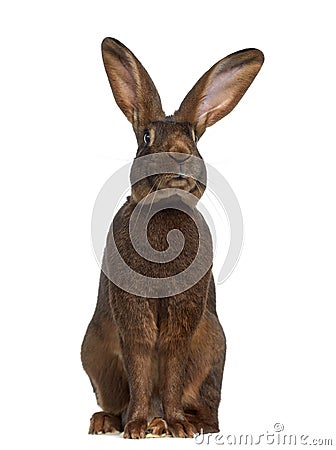 Front view of Belgian Hare Stock Photo