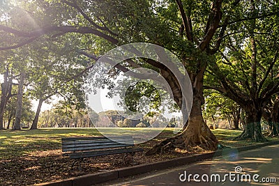 A front view of bench under the tree Editorial Stock Photo