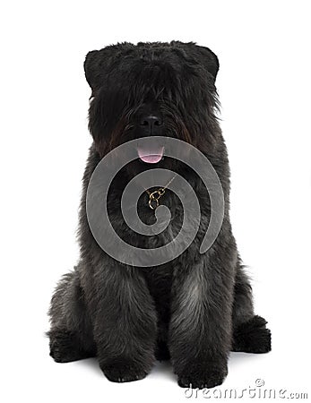 Front view of Bouvier des Flandres dog sitting Stock Photo