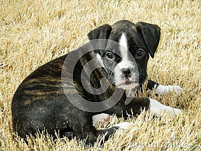 Front view Boxer puppy brindle white color Stock Photo