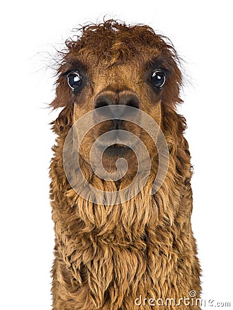 Front view Close-up of Alpaca Stock Photo