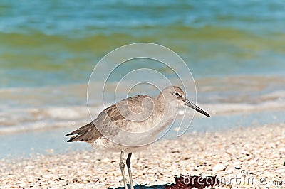 Baird sandpiper, seabird, standing on a tropical shoreline, Stock Photo