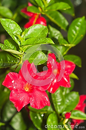 red, impatient flower blooming, on tropical plant, Stock Photo