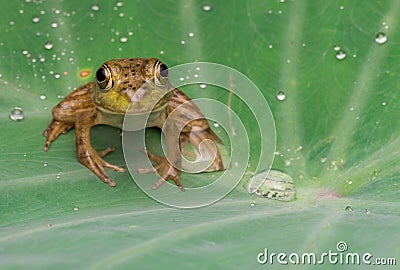 Front view closeup frog Stock Photo