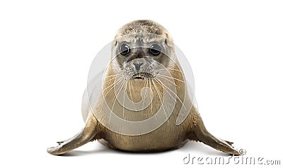 Front view of a Common seal lying, looking at the camera Stock Photo