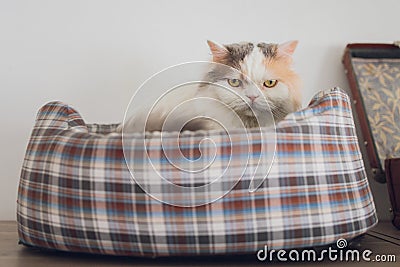 Front view of cute beautiful cat sleeping in her dreams on a classic British patterned quilt. Stock Photo