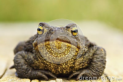 Front view of cute common brown frog Stock Photo