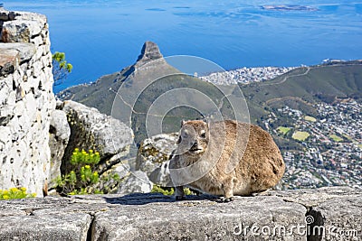 Cape hyrax dassie table mountain Stock Photo