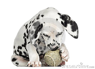 Front view of a Dalmatian puppy playing with a tennis ball Stock Photo