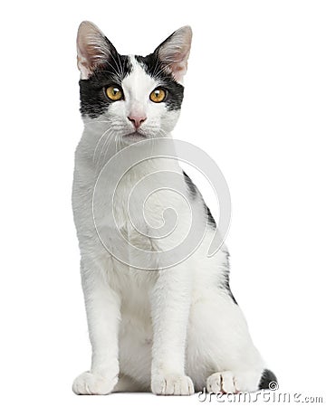 Front view of an European Shorthair kitten sitting Stock Photo