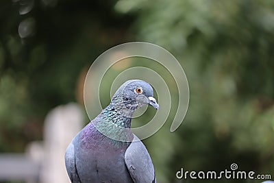 Front view of the face of Rock Pigeon face to face.Rock Pigeons crowd streets and public squares, living on discarded food and Stock Photo
