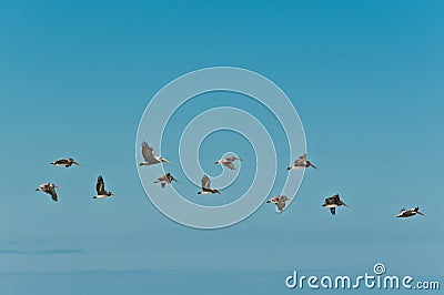 Brown pelicans flying in formation over tropical water Stock Photo