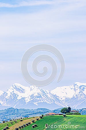 Winery landscape of, vineyards, olive trees and snow capped mountains, Italy Stock Photo