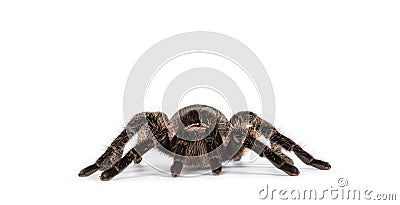 Spider on white background Stock Photo