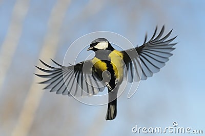 Front view of Flying Great Tit against autumn sky background Stock Photo