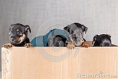 Front view of four Jack russel puppies in a cardboard box. Only the heads and a few legs protrude above the rim Stock Photo