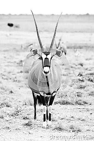 Front view of gemsbok, gemsbuck, Oryx gazella, antelope. Native to the Kalahari Desert, Namibia and Botswana, South Stock Photo