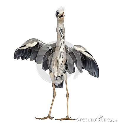 Front view of an Grey Heron doing a mating dance Stock Photo