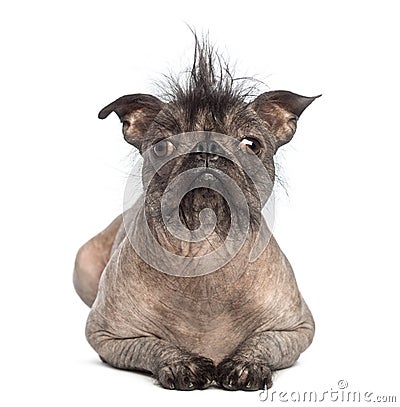 Front view of a Hairless Mixed-breed dog, mix between a French bulldog and a Chinese crested dog, lying and looking at the camera Stock Photo