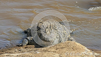 A huge crocodile on the banks of the mara river, kenya Stock Photo