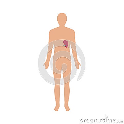 Front view of human spleen icon, flat style Vector Illustration