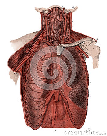 Front view of human thorax Antique Medical Scientific Illustrat Cartoon Illustration