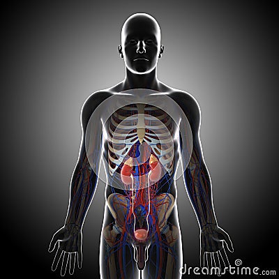 Front view of human urinary system in gray x-ray Cartoon Illustration