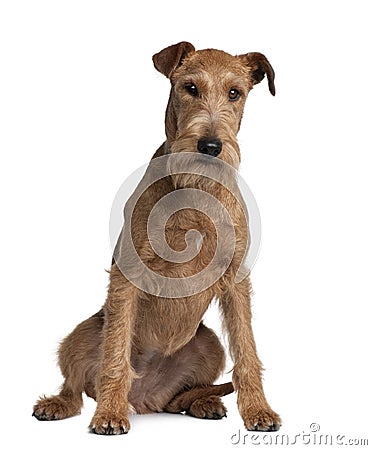 Front view of Irish Terrier, sitting Stock Photo