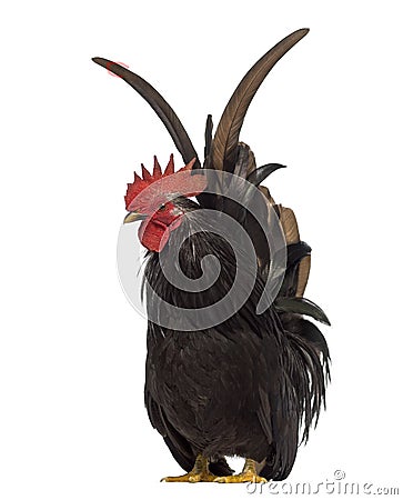 Front view of a Japanese bantam, Chabo isoleted on white Stock Photo