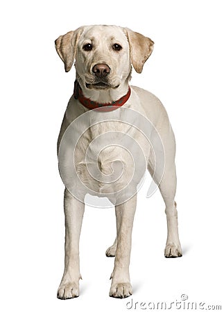 Front view of Labrador standing Stock Photo