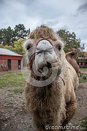 Front view of a light furred camel Stock Photo