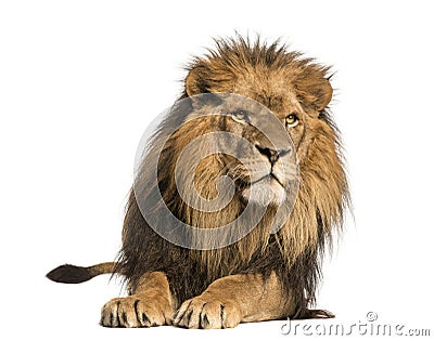 Front view of a Lion lying, Panthera Leo, 10 years old Stock Photo