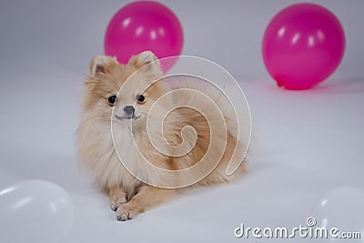 Front view of a lying Pomeranian pygmy spitz next to white and pink balloons. The pet poses for a photo in the studio on Stock Photo