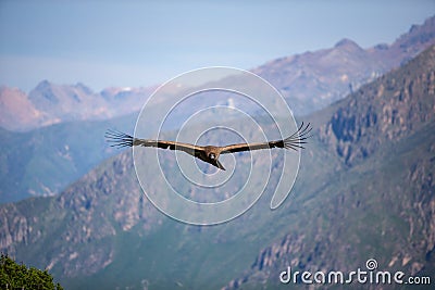 Front view of majestic condor flying over the colca canyon in chivay peru Stock Photo