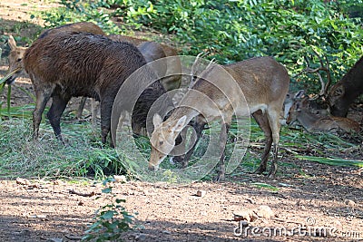 front on view of a male water buck & x28;deer& x29; .Confused water buck waiting for a mate - Image Stock Photo