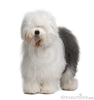 Front view of Old English Sheepdog, standing Stock Photo