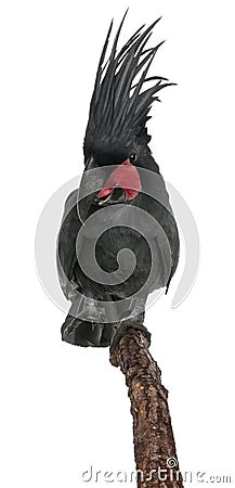 Front view of Palm Cockatoo, perched on stick Stock Photo