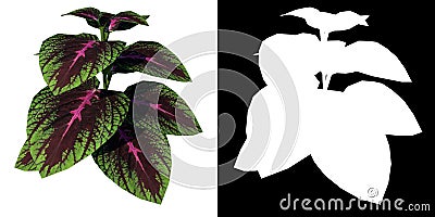 Front view of Plant (Coleus Plectranthus scutellarioides ) Tree png with alpha channel to cutout made with 3D render Stock Photo