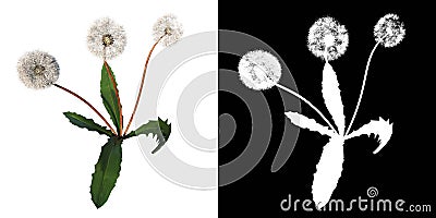 Front view of Plant Dandelion Taraxacum officinale 2 Tree png with alpha channel to cutout made with 3D render Stock Photo