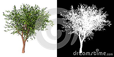 Front view of Plant Prunus persica Peach trees 1 Tree png with alpha channel to cutout made with 3D render Stock Photo