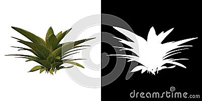 Front view of Plant Sansevieria Lilliput 1 Tree png with alpha channel to cutout made with 3D render Cartoon Illustration