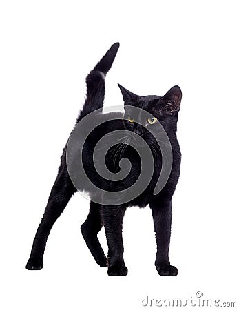 Front view portrait of a walking black cat Stock Photo