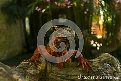 Front view of Red Iguana`s head. Red Iguana climbing up a tree. Macro photo of large Iguana iguana. Red iguana Isolated on natura Stock Photo