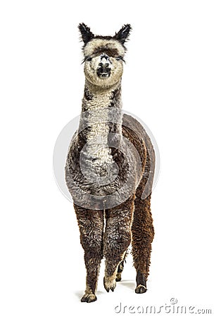 Front view of a Rose grey young alpaca - Lama pacos Stock Photo